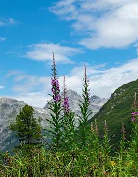 Lechtaler Alpen Sommer