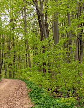 Wienerwald Sommer