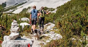 Wegwarte mit Hund