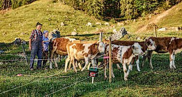 Bergbauern, Kühe, Weide