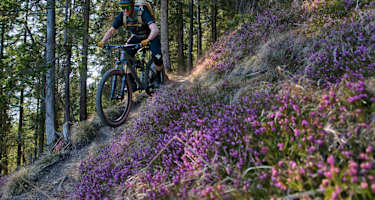 Mountainbiker im Wald