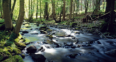 Eifelsteig