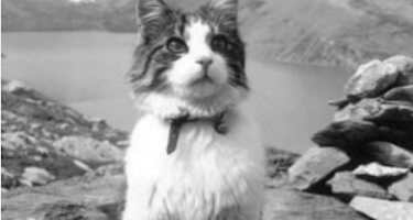 Kater Tomba