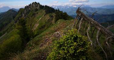 Langlackenmauer im Reichraminger Hintergebirge