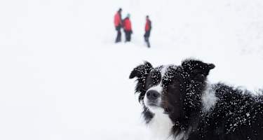 Lawinenhund Tirol