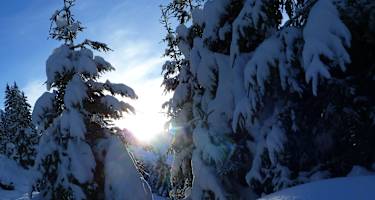 Winterwald