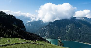 Blick von der Dalfazalm mit weidenden Kühen hinunter auf den Achensee in Tirol.