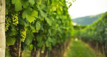 Weinreben