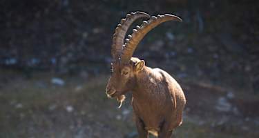 Steinbock