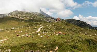 Die Franz-Fischer-Hütte im Naturpark Riedingtal mit Weidevieh und Zufahrtsweg