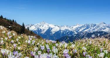 Frühlingswanderungen zu blühenden Blumen