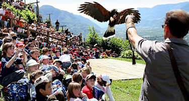 Greifvogel bei Flugschau vom Pflegezentrum für Vogelfaune schloss Tirol
