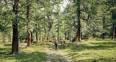 Dorfertal Osttirol Wald