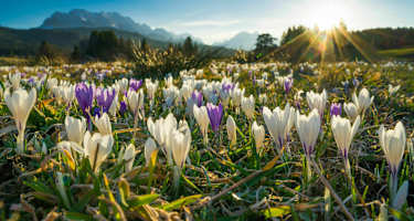 Frühling in Bayern: Krokuswiese bei Krün
