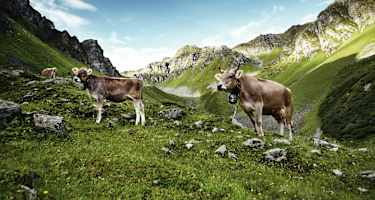 Das Montafoner Braunvieh aus Vorarlberg