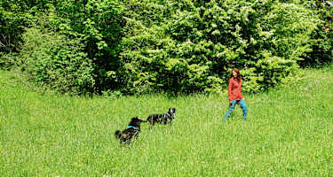Wandern mit Hund