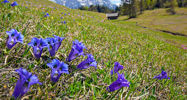 Hütte Blumenwiese Enzian