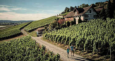 Die Weinberge im Thurgau in der Schweiz laden zu gemütlichen Spaziergängen ein.