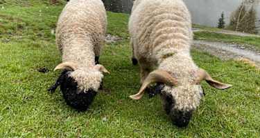 Auf der Kelchalm verbringen auch viele Tiere, wie auch diese zwei Schafe, den Sommer.