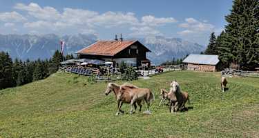 Haflinger vor der Sistranser Alm, im Hintergrund die Nordkette