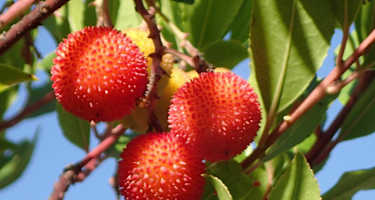 Baumerdbeeren