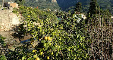 Blick zur Tramuntana von Binibassi