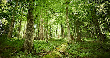 Lammertaler Urwald