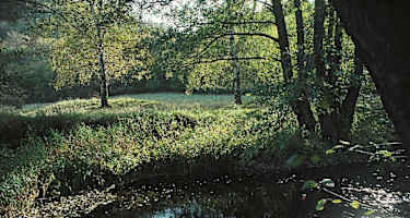 Stimmungsvoll – die Selke.