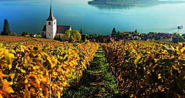 Rebberge am Bielersee mit Blick auf die auf die St. Petersinsel