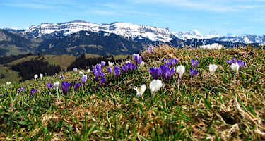 Krokusse auf Rämisgummen – Im Hintergrund die verschneite Schratteflue und Berner Alpen