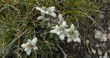 Wenn man Glück hat, findet man auf der Tour auch das berühmte Edelweiss.