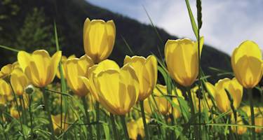 Grengjer Tulpen