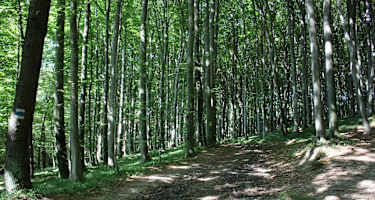 Durch den schattigen Laubwald