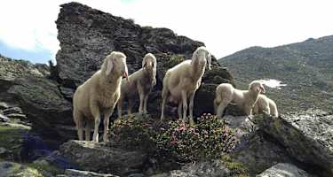 Neugierige am Wegrand
