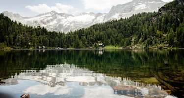 Reedsee
