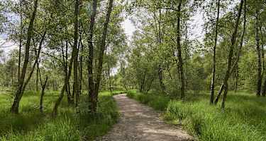 Schöne Wanderwege im Wittmoor