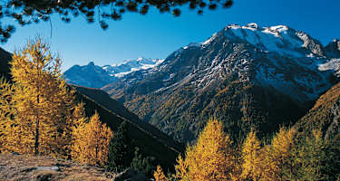 Herbststimmung am Gsponer Höhenweg; gegenüber das Balfrin-Massiv.