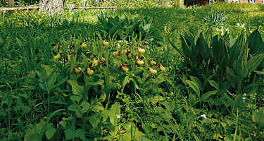 Der Hasenbuck – ein botanisches Paradies.