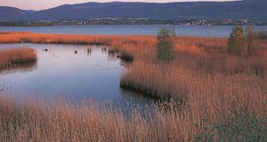 Das Moor von Yverdon