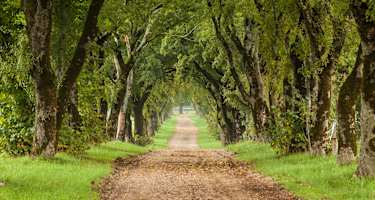 Allee bei Lipica