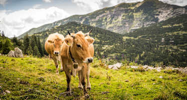 Auf der Alm