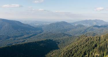 Blick über den Ettaler Forst