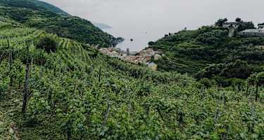 Weingut "Buranco" in Monterosso al Mare