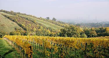 Blick über die Weinberge, Nußberg Döbling