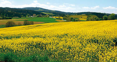 Rapsfeld