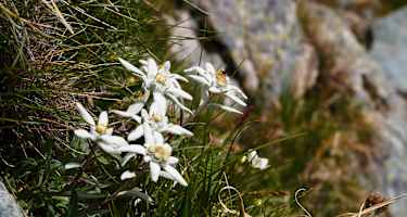Edelweiss entlang des Osttiroler Pilgerwegs
