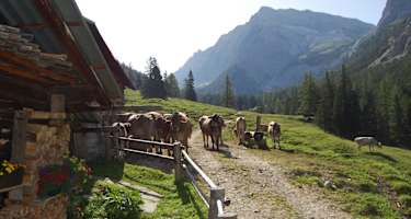 Am Lafatscher Niederleger