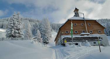 Kelchalm im Winter