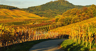 Die Weinberge und die Yburg in Baden Württemberg im goldenen Herbst.