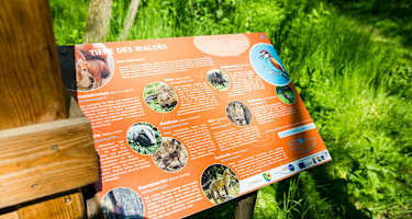 Infotafel zu den Tieren des Waldes am Themenweg Haslau.